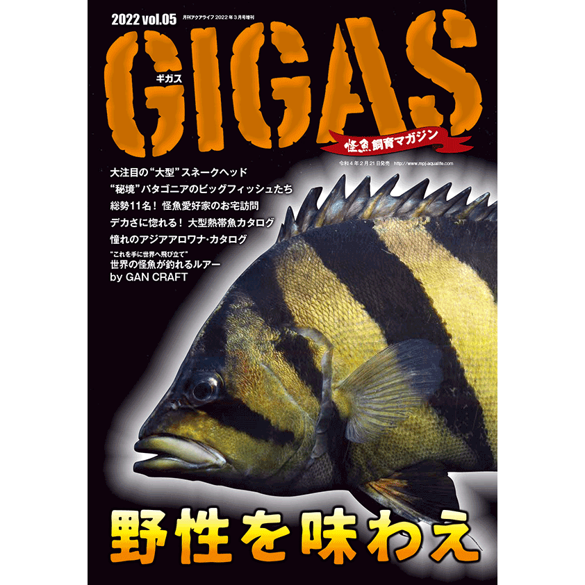 GIGAS NO.5[GIGAS-NO5]