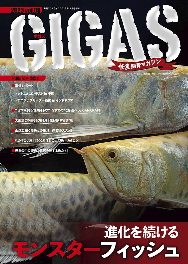 GIGAS NO.8[GIGAS8]